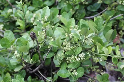 庆元植物1328-卫矛科-卫矛属-扶芳藤_手机搜狐网