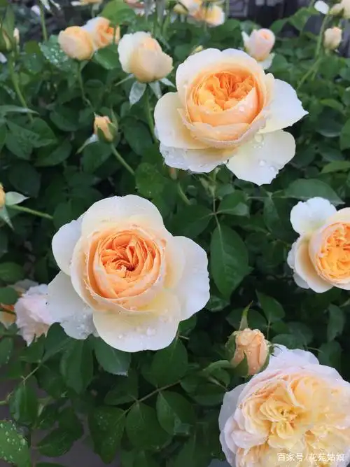 月季 朱丽叶 - 2020年最新商品信息聚合专区 - 百度爱采购