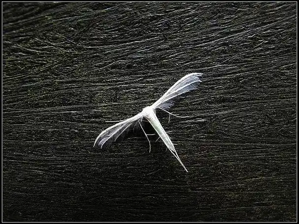 看到一只虫子,呈t形四条腿,有人认识吗?