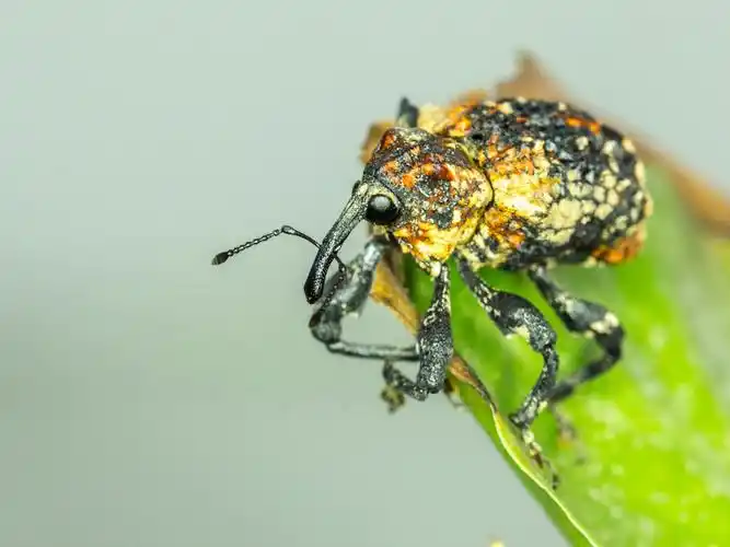 【图片5】臭椿沟眶象--蜂鸟论坛照片套图