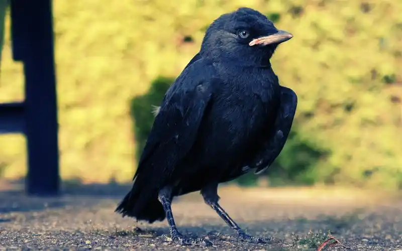 黑色的鸟-野生动物写真壁纸