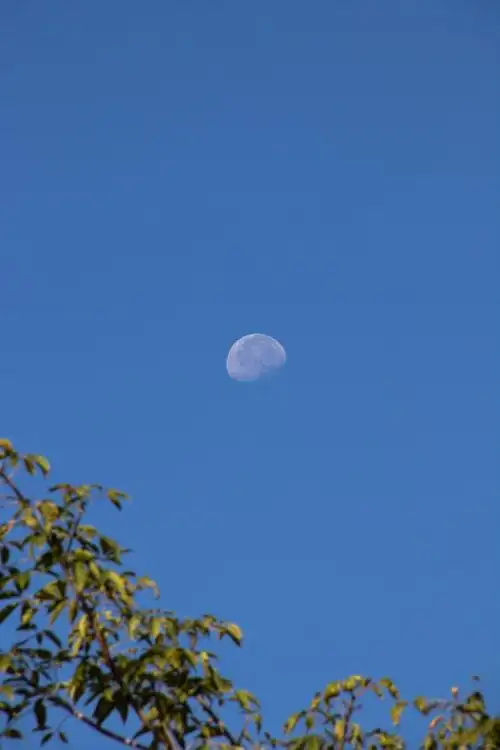 清晨天气好拍到月亮