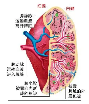 脾脏周围红色部分叫红髓,或皮质;中央白色部分叫白髓,或髓质.