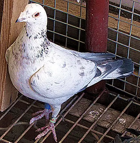 苍白骑士直孙668_众友信鸽传媒-中信网爱鸽商城