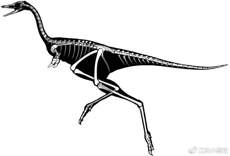秋扒爪龙属于阿瓦拉慈龙科(alvarezsauridae),而这个家族非常的特别.