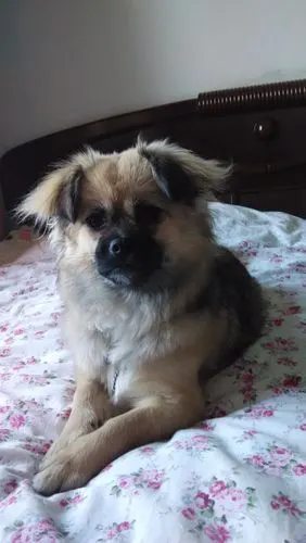 捡到的小杂交狗 养了3个月了 ~想大家帮忙看看这属于什么品种 谢谢啦