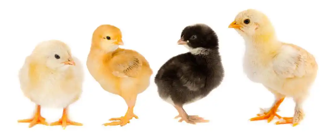 可爱的小鸡与鸡蛋高清图片 - 素材中国16素材网