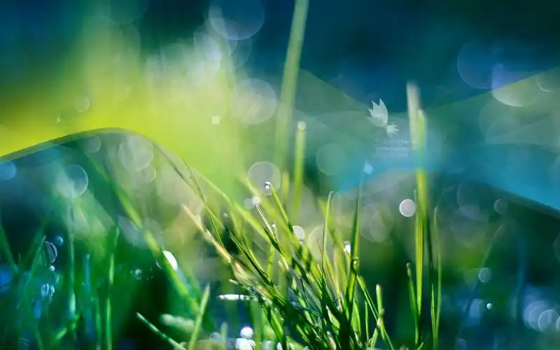 壁纸,艺术设计,草