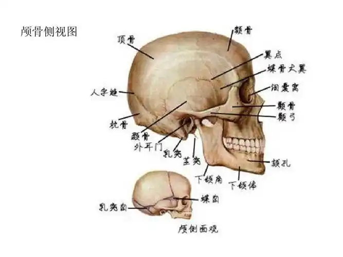 人体头部解剖图解ppt