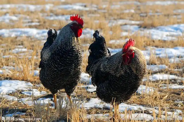 芦花鸡摄影图__家禽家畜_生物世界_摄影图库_昵图网nipic.com