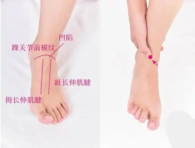 标准定位 《针灸大成》 冲阳后一寸五分,腕上陷中,足大趾次趾直上跗上