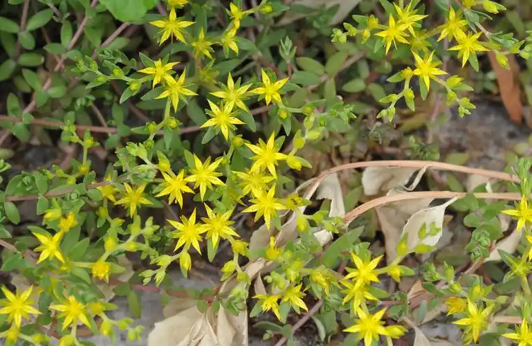 原创农村一种打不死的野草人称狗牙半支15元一斤变稀罕货