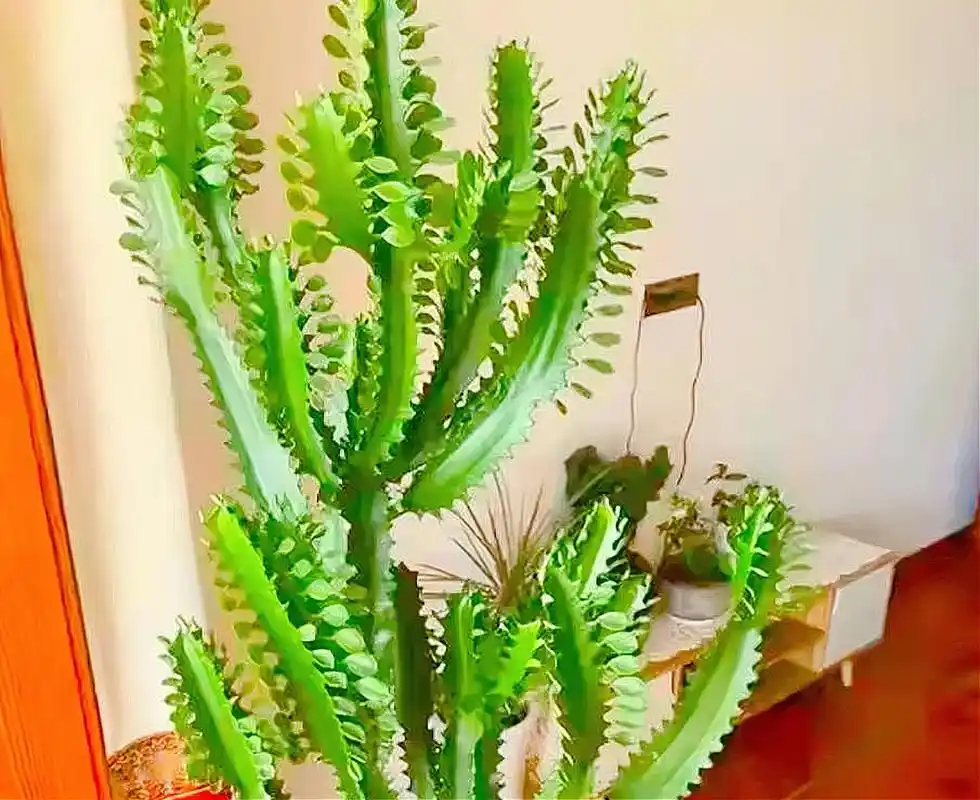 1种镇宅旺家的花——龙骨花