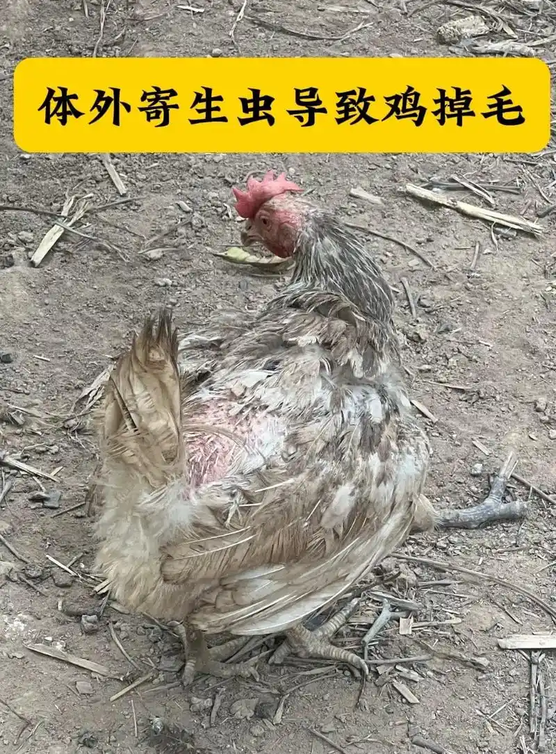 鸡吃毛啄毛掉毛怎么回事.鸡掉毛,啄毛吃羽毛,特别是散养鸡非常 - 抖音