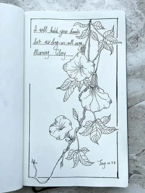 黑白线描牵牛花附教程