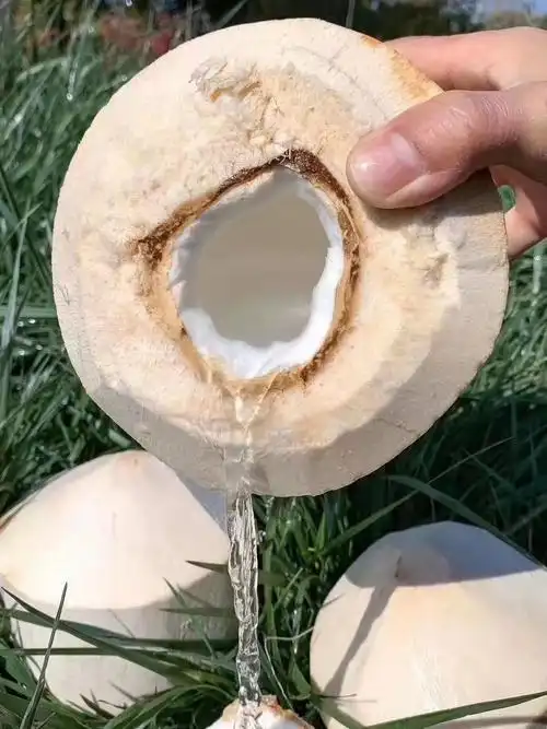 椰子海南椰青6个去皮文昌三亚新鲜水果现摘椰青