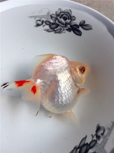 热销短尾鎏金_鎏金金鱼活体 精品观赏鱼元宝鱼吉祥招财淡水 短尾高背