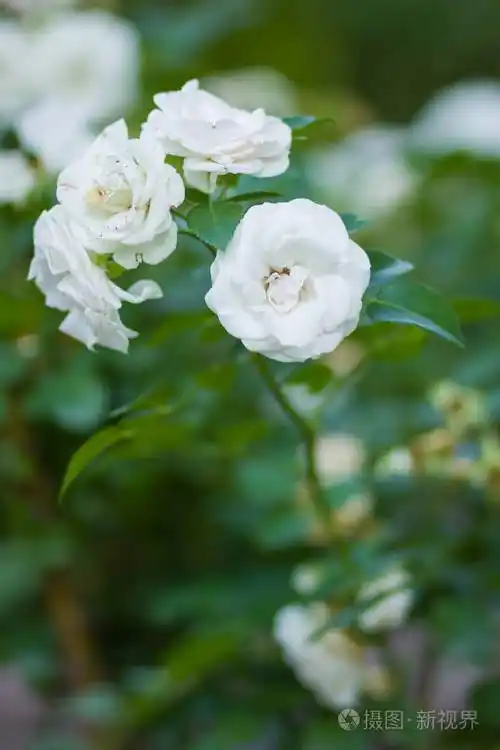 盛开的白玫瑰花在模糊的背景上美丽的白玫瑰花在绿色背景上空白为卡片