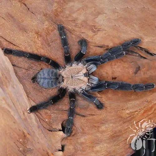 苏门答腊地老虎性情凶猛不逊色于胡志明宠物蜘蛛活体成体20厘米