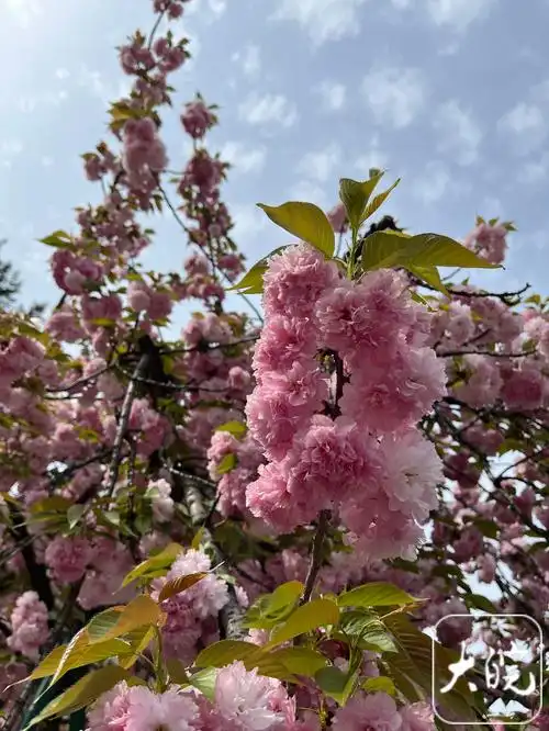 中科大樱花盛开,百米"樱花大道"如梦如幻 | 极目新闻