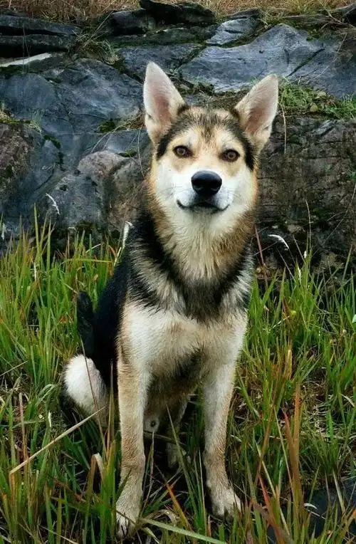 生日老爸送我的混血狼一向温顺,却因为醉汉的挑衅回归了野性