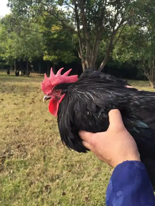 大沈阳说如东舌尖上的如东红烧狼山鸡和清炖狼山鸡