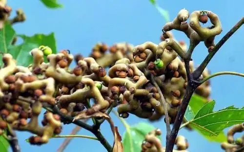 苹果绿 中药大全 功效与作用枳椇子对大家来说是比较熟悉的,我们可以