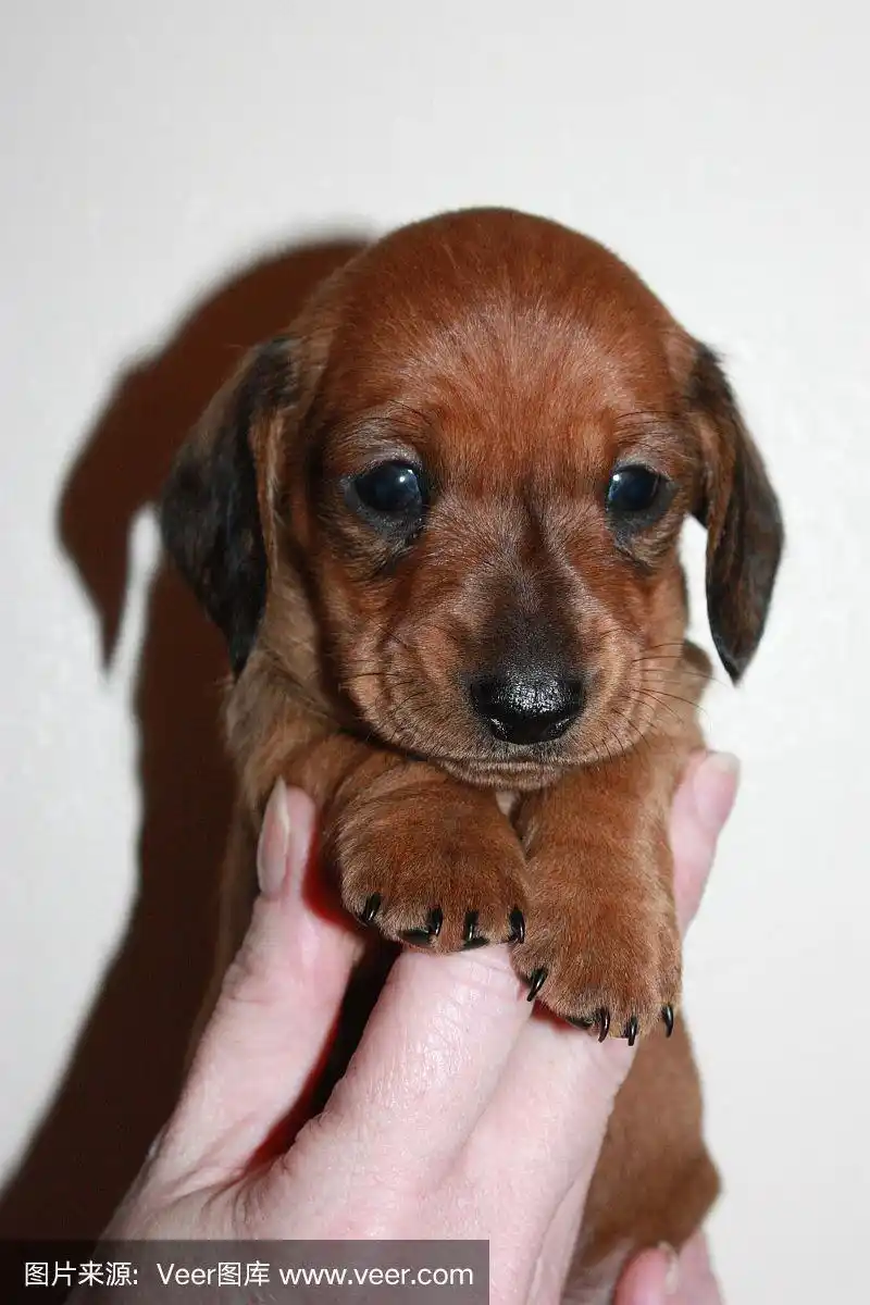 迷你腊肠犬,小狗,腊肠犬,垂直画幅,美