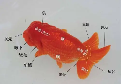 好东西要和大家分享 - 金鱼学堂 - 龙巅金鱼