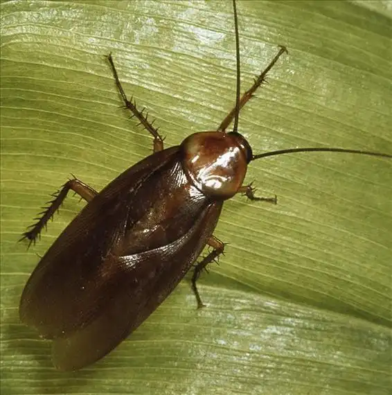 蟑螂图片-蟑螂图片大全-蟑螂图片素材