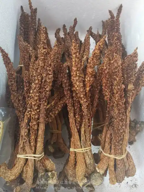 中药草苁蓉哪里买得到草苁蓉多少钱一斤