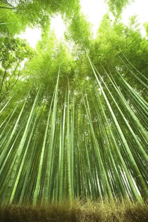 纯洁,美景,竹子,京都,日本,亚洲,阴影,光线,影子,景观,竹林,娱乐,阳光