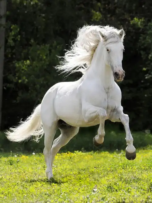 白马草原图片下载-白马草原设计素材-白马草原图片大全-千图网