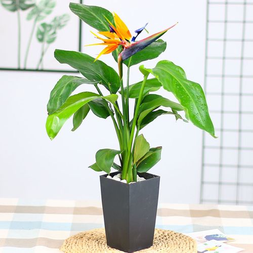 天堂鸟花苞鹤望兰盆栽大型客厅植物室内花卉北欧绿植