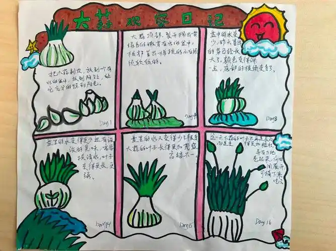 多角度观察植物的变化,用心地绘制出一幅幅图文并茂的"绿植成长记录"