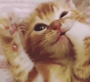 300_272gif 动态图 动图