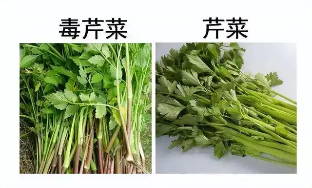 这几种野菜不能吃