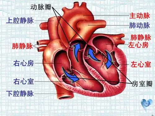 七年级生物下册 第四单元 第四章 第三节 输送血液的泵——心脏课件3
