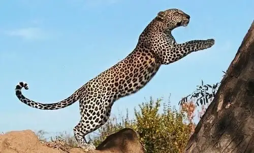 跑得最快的动物～豹子