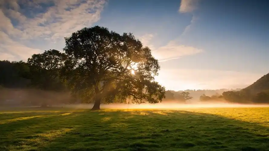 阳光与树风景高清桌面壁纸