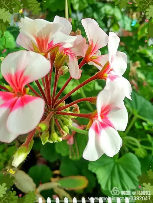 赏花 臭绣球臭美 美哒哒 写美篇长得像绣球就叫绣球呗,干嘛还要加个"