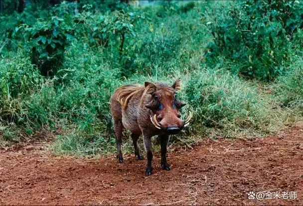野猪退出"三有"保护动物,村民可以任意捕杀?野猪肉可以吃了吗