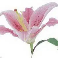 百合花头像图片大全【点击鼠标右键下载】