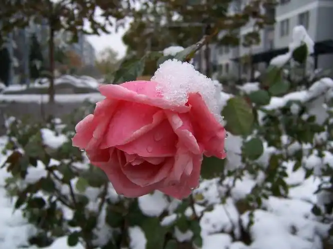 43:37                                    阿,我也拍过雪中的月季花