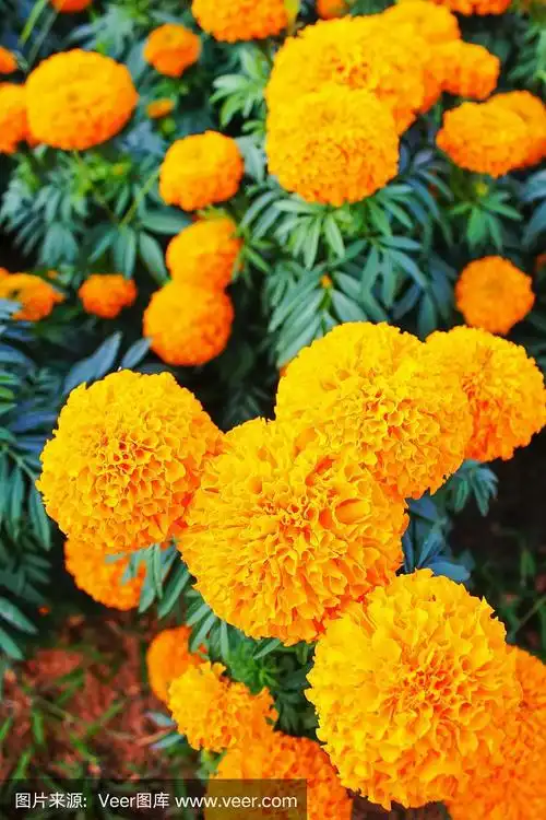 万寿菊,非洲万寿菊,阿兹特克文明,垂直画幅,无人