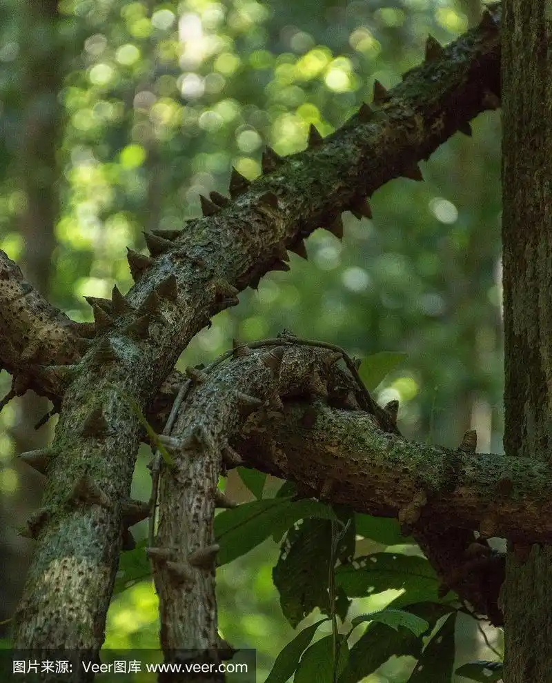 长有大刺的藤