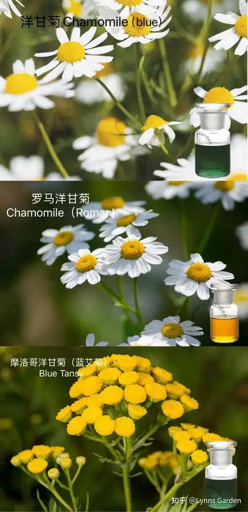 从教科书学习到亲身体验全面了解洋甘菊精油的神奇安眠作用失眠者一定