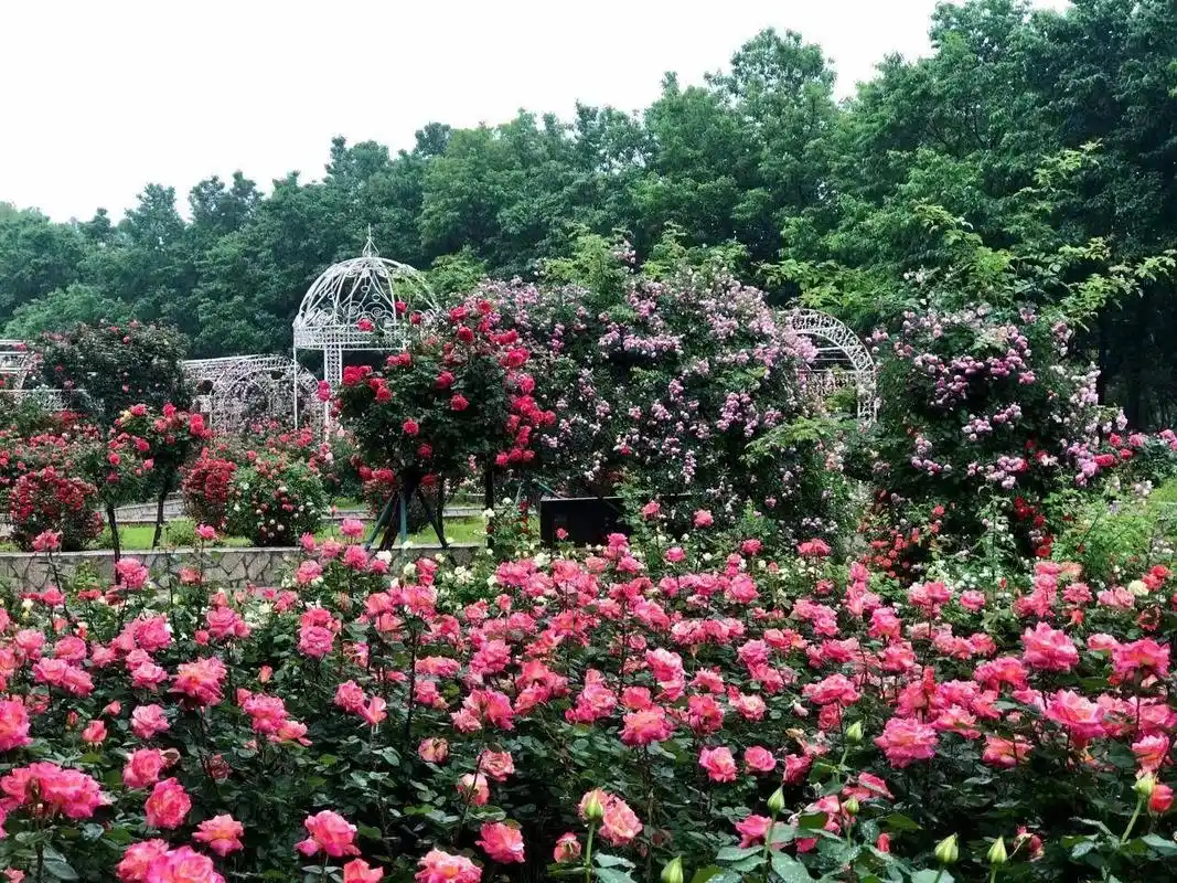 石家庄植物园20万株月季花开成海,美爆初夏