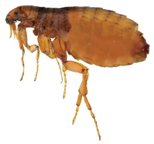 狗狗的寄生虫有哪些?