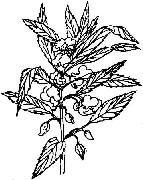 凤仙-百花百话-专业词典